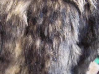 BBB preview: Savannah Fur Coat Offeringcum only WMV with SloMo
