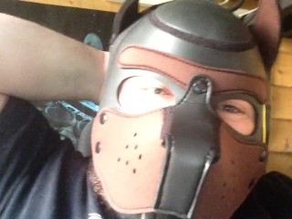 breaking in the new pup hood