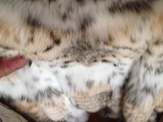 Cock on lynx fur