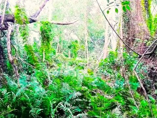 Lygodium Forest