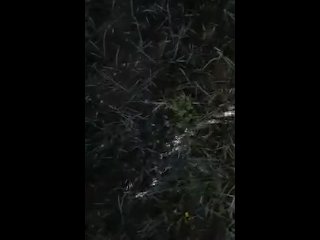 Peeing in the nature