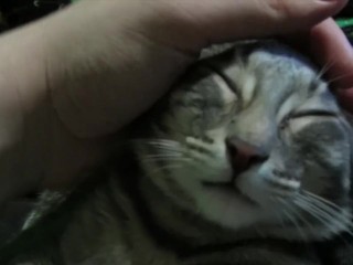 Petting My Sweet