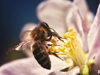 POLICE BEE RUBBED AT PISTIL POINT