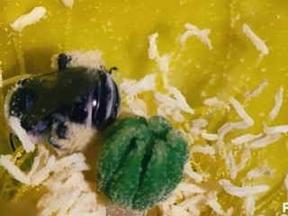 Pollen squirter gets raided by exotic explorer