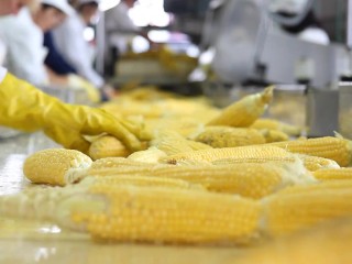 Tons of hard cobs getting grabbed