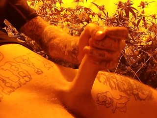 une branlette dans mon champ de cannabis